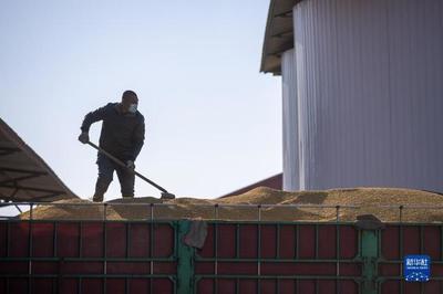 新華全媒+丨中國產(chǎn)糧第一大省秋糧收購有序展開