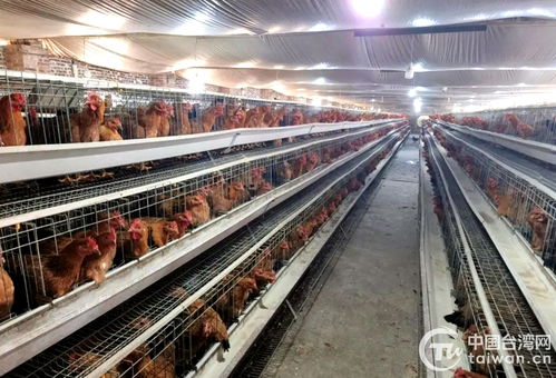 半天改接好變壓器 廣西陸川縣臺(tái)辦解臺(tái)商燃眉之急